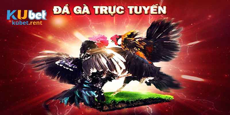 truc-tiep-da-ga-cua-dao-3